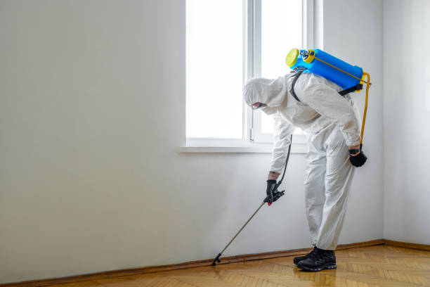 Best Wasp Removal Services  in Stevenson Ranch, CA