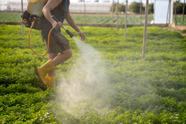 Best Affordable Pest Control Services  in Stevenson Ranch, CA