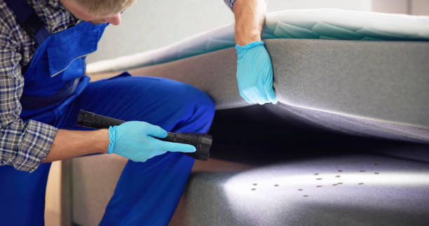 Best Ant Control Services  in Stevenson Ranch, CA