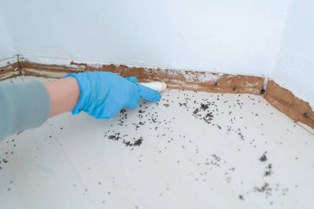 Best Wasp Removal Services  in Stevenson Ranch, CA